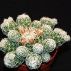 Mammillaria gracilis-art266